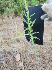 Ambrosia psilostachya