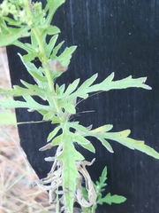 Ambrosia psilostachya