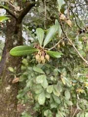 Ternstroemia