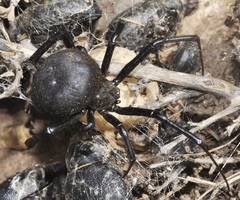 Latrodectus tredecimguttatus