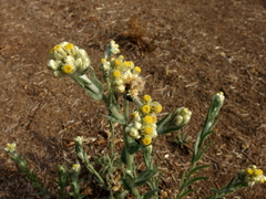 Pseudognaphalium stramineum