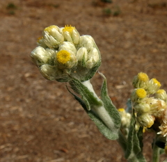 Pseudognaphalium stramineum
