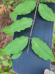 Zanthoxylum clava-herculis
