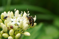 Alosterna tabacicolor
