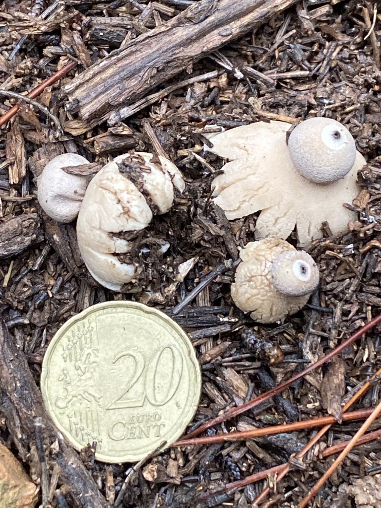 Geastrum granulosum