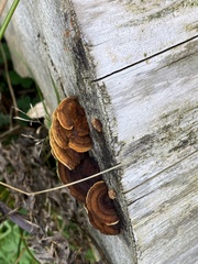 Gloeophyllum sepiarium