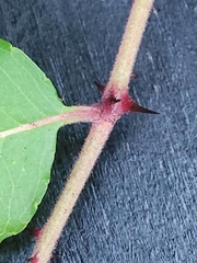 Zanthoxylum clava-herculis