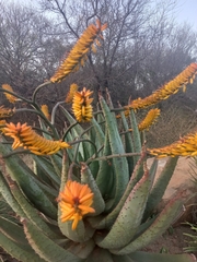 Aloe marlothii