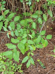 Zanthoxylum clava-herculis