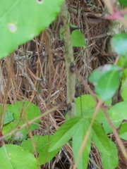 Zanthoxylum clava-herculis