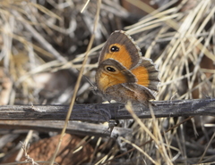 Pyronia cecilia