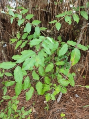 Zanthoxylum clava-herculis