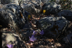 Colchicum feinbruniae