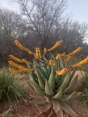 Aloe marlothii
