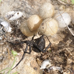 Latrodectus tredecimguttatus