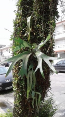 Platycerium bifurcatum