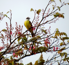 Pitangus sulphuratus