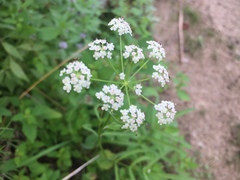 Cicuta bulbifera