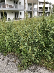 Amaranthus retroflexus