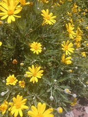 Euryops pectinatus