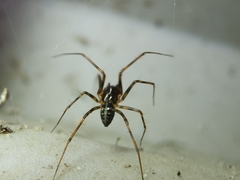 Lepthyphantes