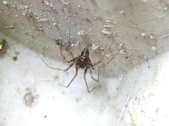 Lepthyphantes