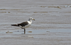 Larus atlanticus
