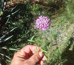 Iberis