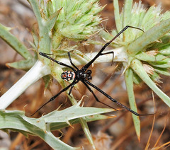 Latrodectus tredecimguttatus