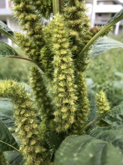 Amaranthus retroflexus