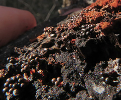 Metatrichia vesparium