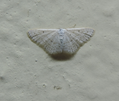 Idaea