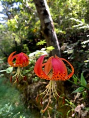 Lilium pardalinum