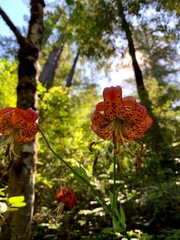 Lilium pardalinum