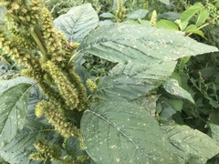 Amaranthus retroflexus
