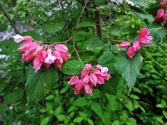 Physodium corymbosum