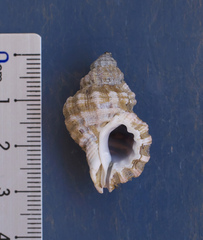 Turritriton labiosus