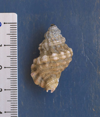 Turritriton labiosus