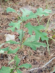Quercus margaretiae