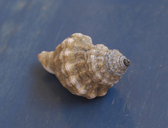 Turritriton labiosus