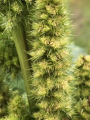 Amaranthus retroflexus