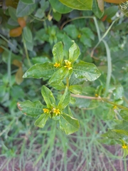 Calyptocarpus vialis