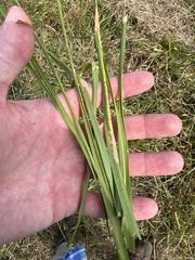 Paspalum laeve