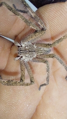 Palystes superciliosus