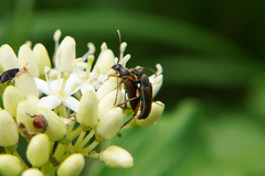Alosterna tabacicolor