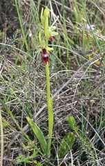 Ophrys insectifera