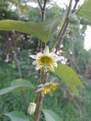 Passiflora biflora