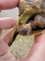 Steromphala umbilicalis