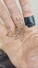 Palystes superciliosus