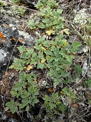 Potentilla acaulis